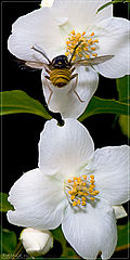 photo "Hard landing"