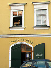photo "dog"