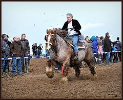 фото "Belgian drafthorse"
