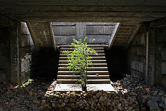photo "***"