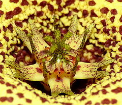 фото "Alien Flower 1"