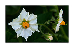 фото "potato flower"