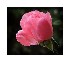 photo "***"