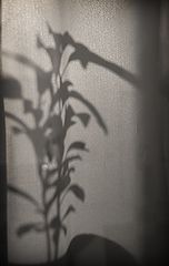 photo "***"