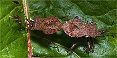 photo "Odd man out"