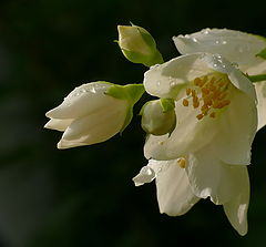 фото "Ros&#233;e"