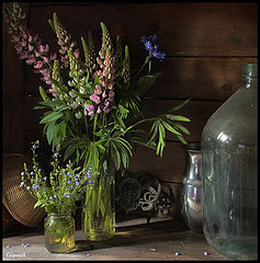 photo "Still life with pink lupine"