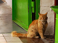 photo "***"