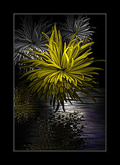 фото "Oasis..."