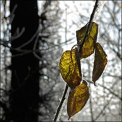 photo "***"