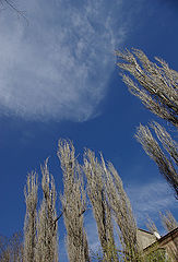 photo "***"