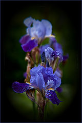 photo "***"