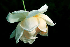 photo "Simple beauty / Простая красота"