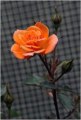 photo "Happy birthday, Valentin !"