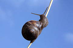 photo "Great escape / Большое спасение"