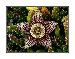 фото "Stapelia variegata"