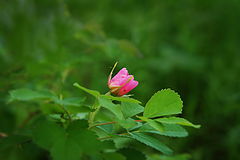 photo "***"