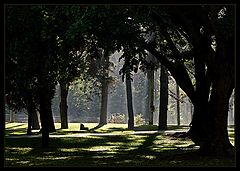 photo "Botanical Garden #1"