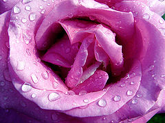 photo "Dripping / Капание"