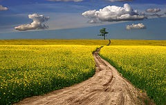 photo "summer road"