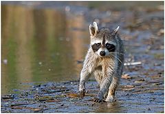 фото "Raccoon, sudden encounter"