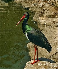 photo "Black stork."