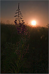 фото "SUNRISE"