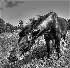 photo "Horse shows the diagonal."