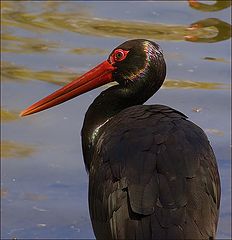photo "Black stork - not as everybody"