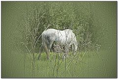 photo "***"