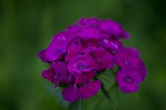 photo "***"