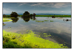 photo "pool"
