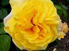 фото "Flower."