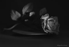фото "роза"
