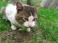 photo "Hunter"
