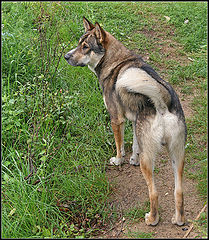 photo "portrait of a sad dog"