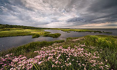 фото "Июнь цветущий"