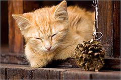 photo "The Red One and The Pine Cone"