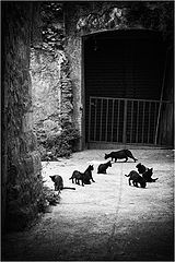 photo "Cats"