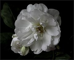фото "R. felecite et perpetue"