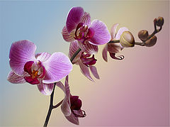 photo "Butterflies"