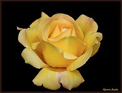 photo "***"