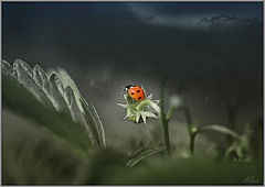 photo "***"