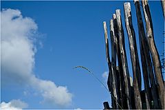 photo "Up in the skies"