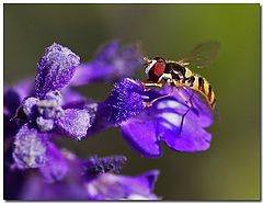 фото "J. Edgar Hover"