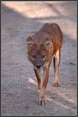 photo "Red wolf"