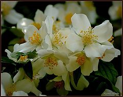photo "for you"