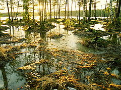 photo "About spring in winter"