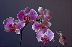 фото "Орхидея"