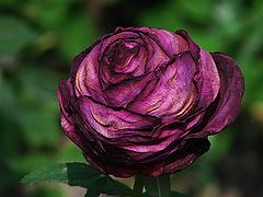 фото "Rose"